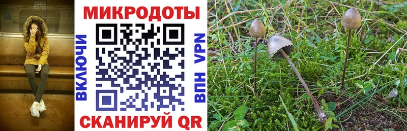 закладка  Мичуринск  Галлюциногенные грибы GOLDEN TEACHER 